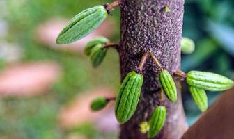 colheita de vagens de cacau verde pequeno cru. cultivo de cacau pendurado em uma árvore de cacau foto