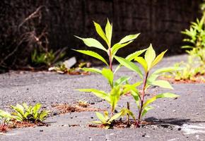 plantas crescendo dentro a cimento foto