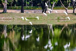 pássaros vôo sobre a lago foto