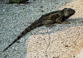 iguana aquecendo dentro a areia foto