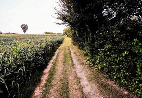 caminho ao longo a campo foto