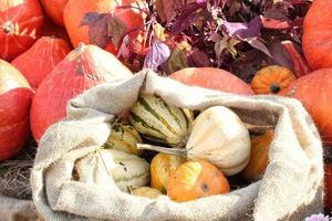 abóboras e cabaças orgânicas coloridas na feira agrícola. colhendo o conceito de tempo de outono. jardim queda planta natural. decoração de dia das bruxas de ação de graças. fundo rural fazenda festiva. comida vegetariana. foto