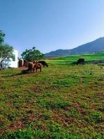ovelha e vacas em exuberante verde pastagens uma viagem para dentro a coração do rural charme e natural esplendor foto