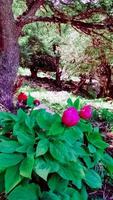 descobrir a único paeonia broteri uma perene herbáceo espécies encontrado dentro norte Marrocos e ibérico foto