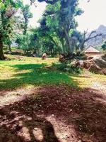 descobrindo Paz e serenidade dentro a sombreado proteção do árvores uma viagem para dentro a coração do natureza tranquilo paisagens foto