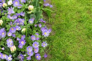 anêmona branda e branco-rosa tulipas, canteiro de flores dentro parque ou jardim, topo visualizar. inverno flores de vento, roxa azul como margarida flores horizontal floral Backgroung com Lugar, colocar para texto em verde grama. foto