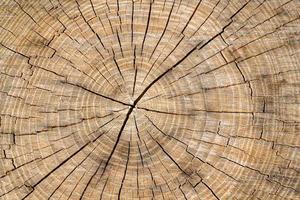 belo carvalho velho de fratura de madeira, textura natural close-up foto
