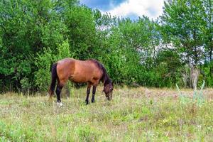 lindo garanhão de cavalo selvagem marrom no prado de flores de verão foto