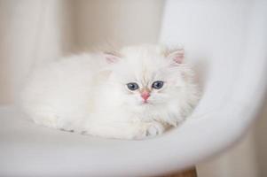 branco cabelo longo britânico gatinho foto