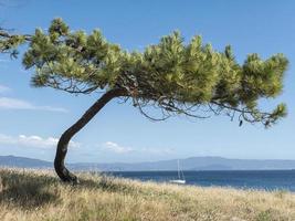 pinheiro na praia enquadrando um veleiro em um dia ensolarado foto