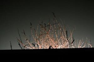 vermelho arbusto rizoma dentro noite luz foto