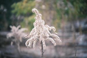 uma murcha canadense goldenrod balançando dentro a vento foto