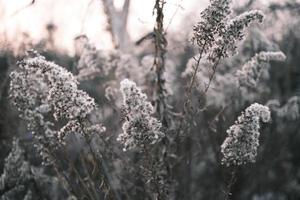 uma murcha canadense goldenrod balançando dentro a vento foto