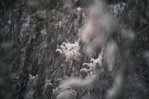 uma murcha canadense goldenrod balançando dentro a vento foto