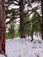 descobrir a majestoso beleza do cedro árvores no meio uma inverno país das maravilhas paisagem de neve uma viagem através a coração do natureza mágico e tranquilo charme foto