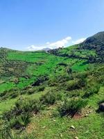 descobrir a tirar o fôlego beleza do selvagem Palma árvores no topo uma montanha, uma viagem através a coração do natureza magnífico e sereno paisagens foto