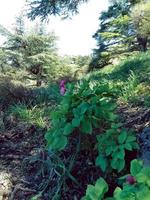 deslumbrante beleza do paeonia broteri entre a árvores do a rif montanhas uma viagem para dentro a coração do da natureza magnífico e sereno paisagens foto