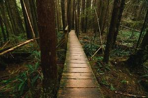floresta tropical trilha ucluelet em Vancouver ilha, Canadá foto