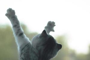 cinzento gatinho com garras às a janela compensação foto