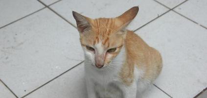1 solteiro disperso selvagem laranja e branco colori fêmea gato com grávida barriga isolado em branco chão. Kucing mentiroso animal temático foto imagem.