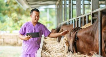 homem jovem agricultor asiático com computador tablet pc e vacas no estábulo na fazenda de gado leiteiro. indústria agrícola, agricultura, pessoas, tecnologia e conceito de criação de animais. foto