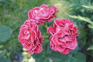 delicado vermelho e branco rosas dentro a verão jardim foto