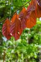 Castanho seco folhas para natural fundo foto