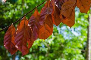 Castanho seco folhas para natural fundo foto