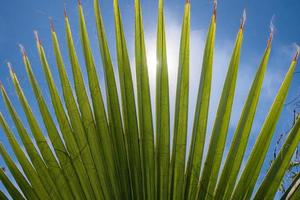 Palma folhas em a fundo do a azul céu. tropical fundo. foto
