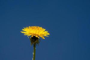 amarelo dente de leão flor em azul céu fundo, fechar-se do foto