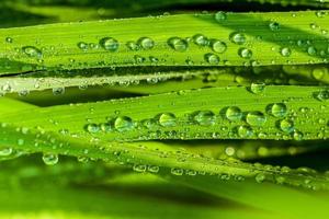 close-up de gotas de orvalho nas folhas verdes foto