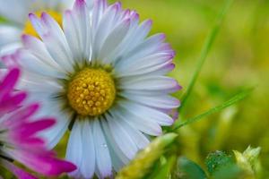 uma flor de margarida branca na primavera foto