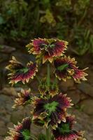 a mina plantar é coleus scutellarioides. Além disso conhecido Como a iler plantar, mina é muito amado Porque a gradações do a padrões em a folhas estão tão lindo foto