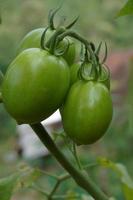 tomate plantas dentro a Jardim foto