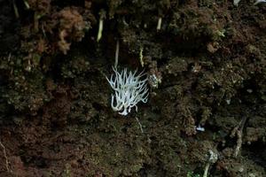 hericium erinaceus, é uma aparência única fungo com uma impressionante aparência. Está frutificação corpo tem uma tipo coral forma, com uma branco, desgrenhado exterior e longo, pendurado espinhos este assemelhar-se pingentes de gelo foto