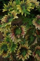 a mina plantar é coleus scutellarioides. Além disso conhecido Como a iler plantar, mina é muito amado Porque a gradações do a padrões em a folhas estão tão lindo foto