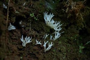 hericium erinaceus, é uma aparência única fungo com uma impressionante aparência. Está frutificação corpo tem uma tipo coral forma, com uma branco, desgrenhado exterior e longo, pendurado espinhos este assemelhar-se pingentes de gelo foto