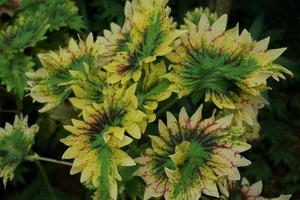 a mina plantar é coleus scutellarioides. Além disso conhecido Como a iler plantar, mina é muito amado Porque a gradações do a padrões em a folhas estão tão lindo foto