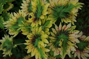 a mina plantar é coleus scutellarioides. Além disso conhecido Como a iler plantar, mina é muito amado Porque a gradações do a padrões em a folhas estão tão lindo foto