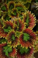 a mina plantar é coleus scutellarioides. Além disso conhecido Como a iler plantar, mina é muito amado Porque a gradações do a padrões em a folhas estão tão lindo foto