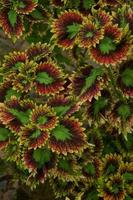 a mina plantar é coleus scutellarioides. Além disso conhecido Como a iler plantar, mina é muito amado Porque a gradações do a padrões em a folhas estão tão lindo foto