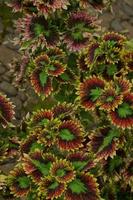 a mina plantar é coleus scutellarioides. Além disso conhecido Como a iler plantar, mina é muito amado Porque a gradações do a padrões em a folhas estão tão lindo foto