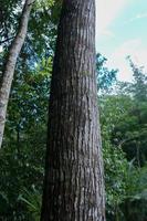 detalhe do uma ampla latido este é dentro a floresta foto