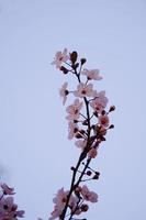 flor de cerejeira sakura na primavera foto