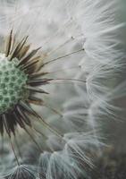 bela semente de flor de dente-de-leão na primavera foto