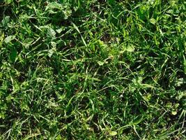 remendo de gramado ou grama para plano de fundo ou textura