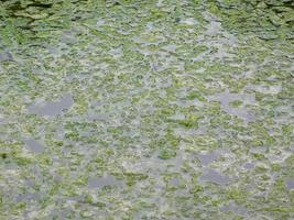 remendo de algas marinhas ou algas para textura ou fundo foto