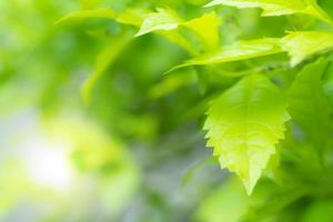 padrão de folhas verdes para o conceito de temporada de verão ou primavera, desfoque de folha texturizado, fundo natural foto