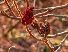 sumagre com veado galhadas dentro cedo Primavera. ampla galhos do rhus tifina eu com último anos brilhante vermelho frutas. foto