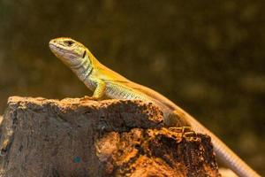 a lagarto carrinhos em uma Rocha foto